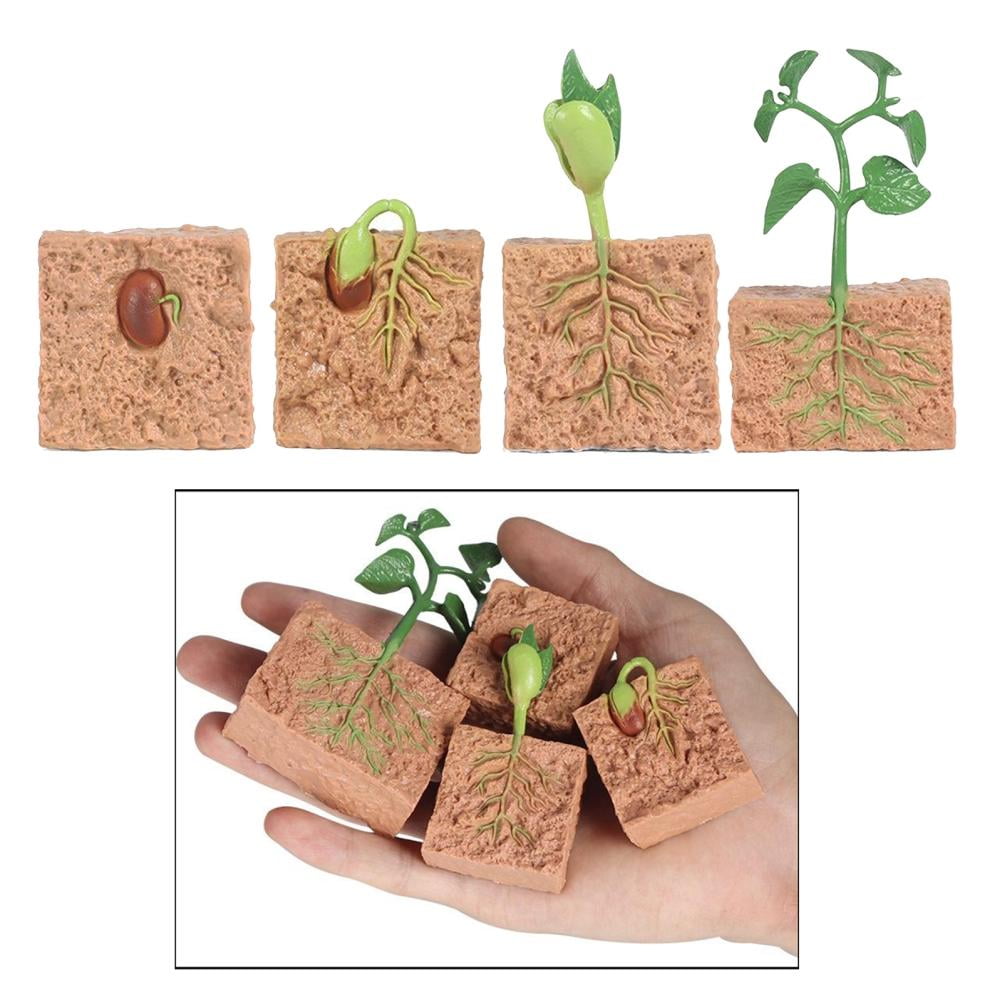 Life Cycle of a Green Bean Plant, Beans Growth Stage Model Educational