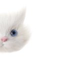 thumbnail image 4 of Ramillete de Cabeza de Gato de Simulación Sintética Figurita de Sunnimix Realistic Simulation Cat Head, 4 of 8