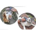 thumbnail image 4 of Cepillo de pasador con punta de goma para mascotas, cepillo para perros que se mudan, cepillo para perros para perros Ging Lar-4, 4 of 5