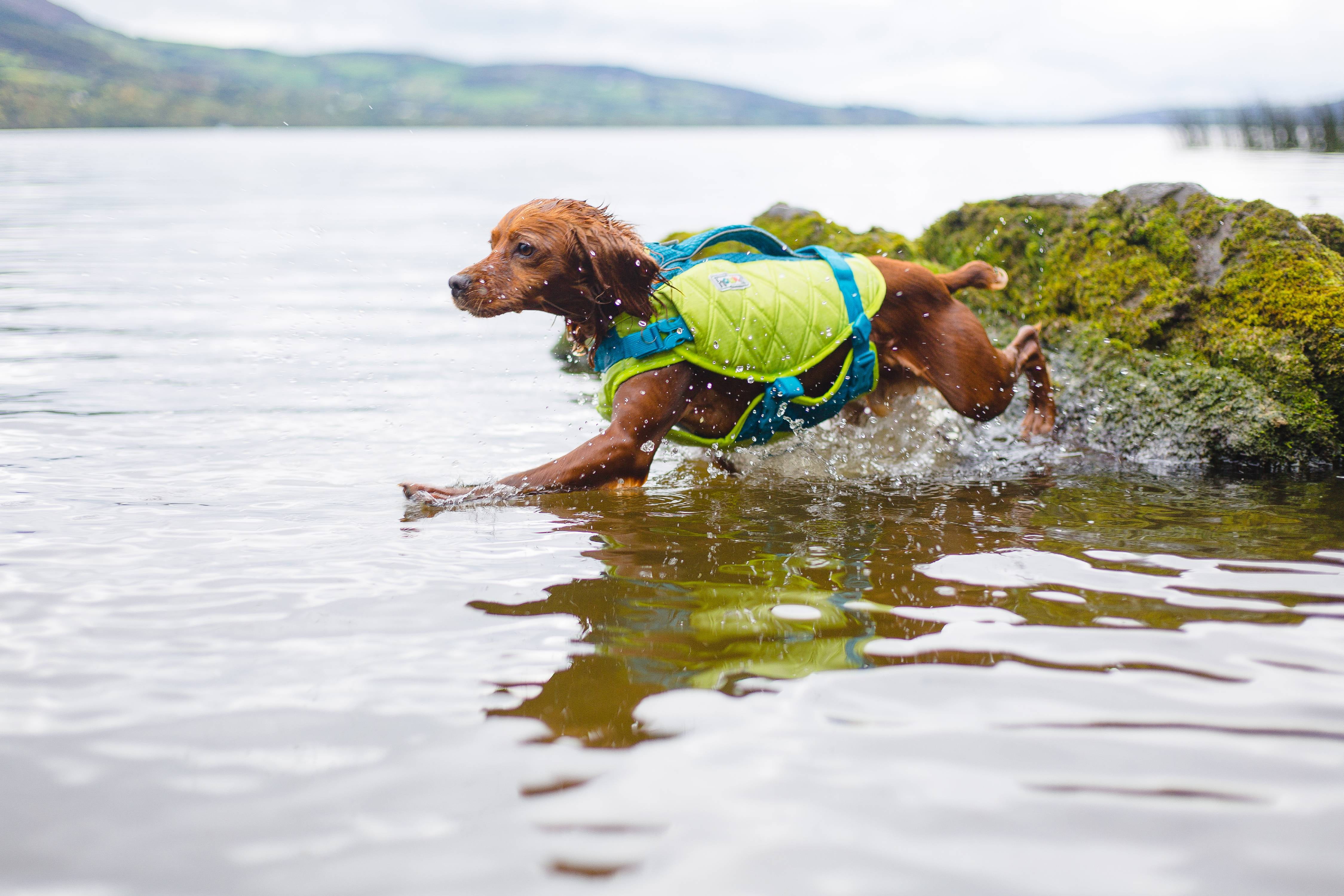 Sport hound sale