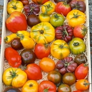 Heirloom Rainbow Blend Tomato Seeds - 300 Mg Packet ~65 Seeds - Non-GMO, Heirloom - Vegetable Garden - Solanum lycopersicum
