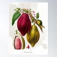 thumbnail image 2 of Vintage Botanical Cocoa Plant Poster Wall Art, Modern Wall Decor For Living Room Bedroom, 8x12 UNFRAMED, 2 of 3