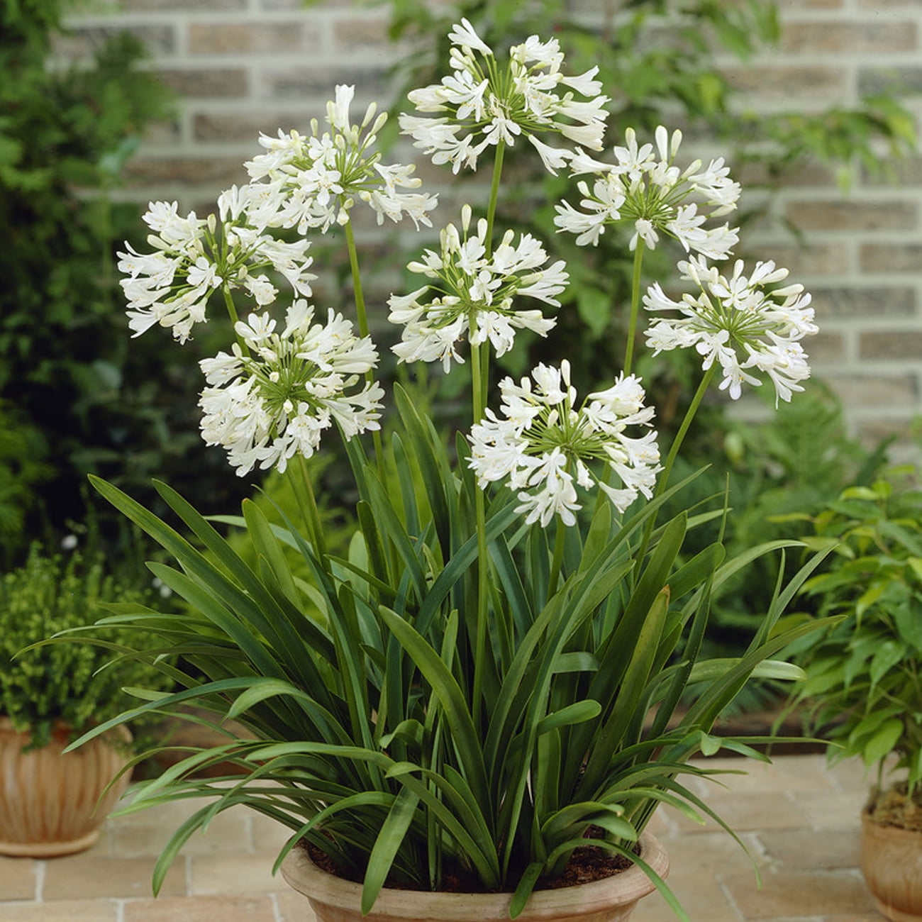 Van Zyverden Agapanthus White Set of 3 Plant Roots White Full Sun Flowering 2 lbs