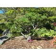 thumbnail image 4 of The Jonsteen Company Mugo Pine Live Tree, Eco-Friendly, 4 of 8