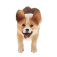 thumbnail image 2 of Paquete de 2 animales de simulación Welsh Corgi estatua de perro juguetes decoración de escritorio de oficina en hogar CUTICAT Figuras de acción de Welsh Corgi, 2 of 8