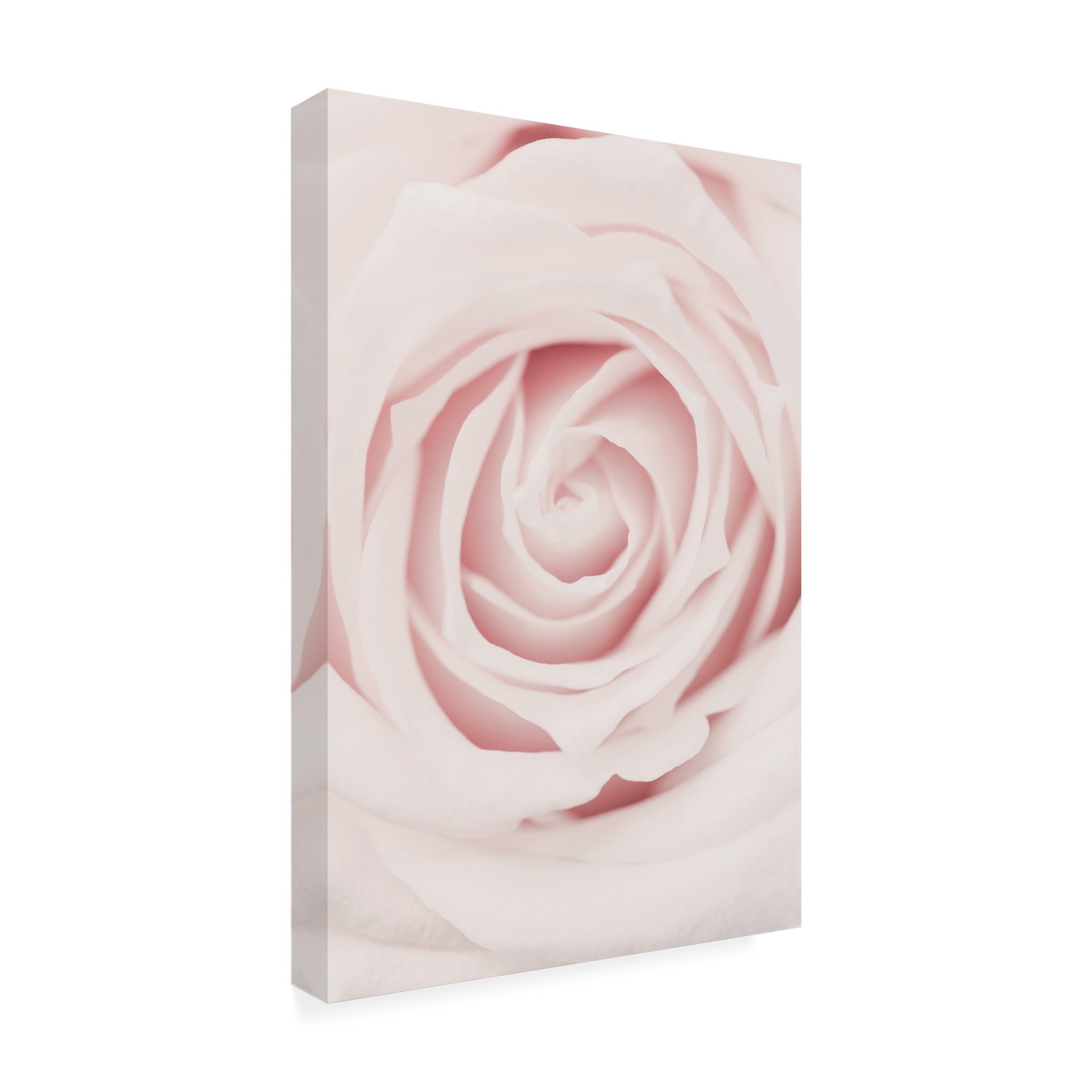 1x Studio III 'Pink Rose No 02' Canvas Art