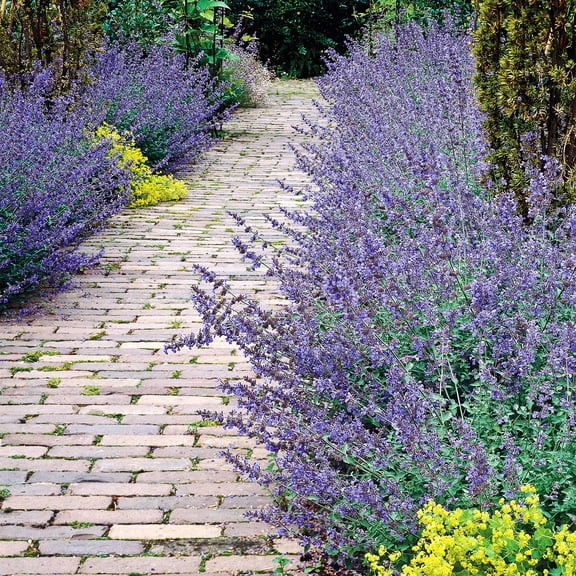 Direct Gardening Walker's Low Catmint Nepeta Dormant Bare Root Flowering Pernenial Starter Plant