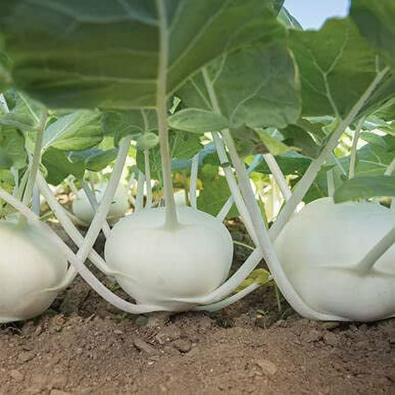 50  Pure White Kohlrabi Seeds for Planting - Beas Kohlrabi