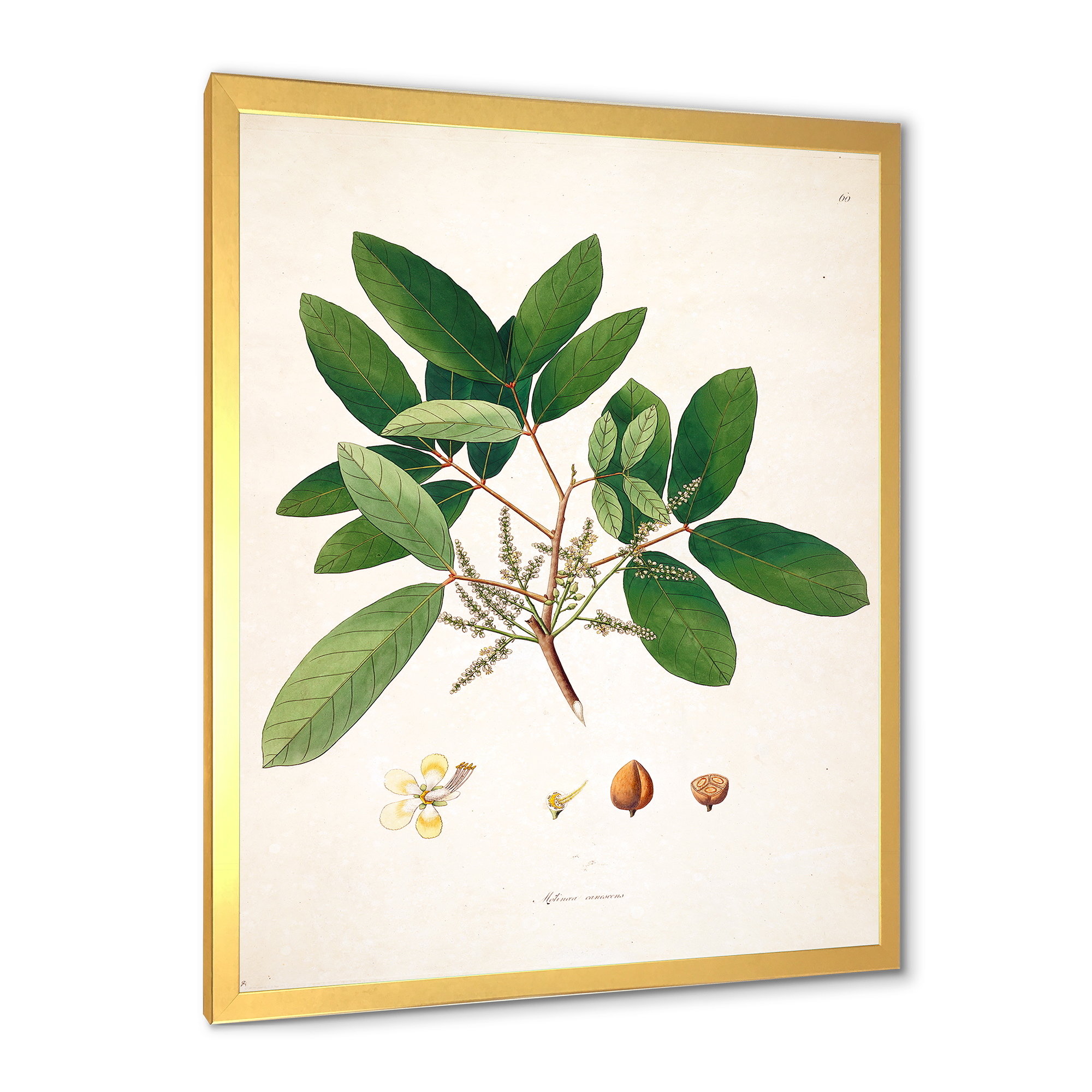 Designart 'Ancient Botanicals II' Farmhouse Framed Art Print