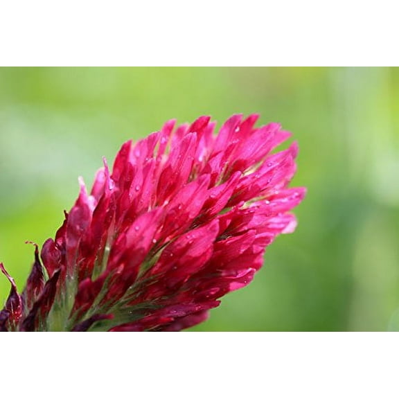 Crimson Clover Nice Garden Flower By Seed Kingdom 3,000 Seeds