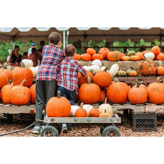 Pumpkin Patch Seeds Kit - 30 Seeds to Grow - Make Money Selling Pumpkins and Gourds - One Bag of Mixed Seeds