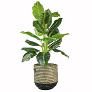 LCG Florals 40" Artificial Dieffenbachia in Black and Tan Basket
