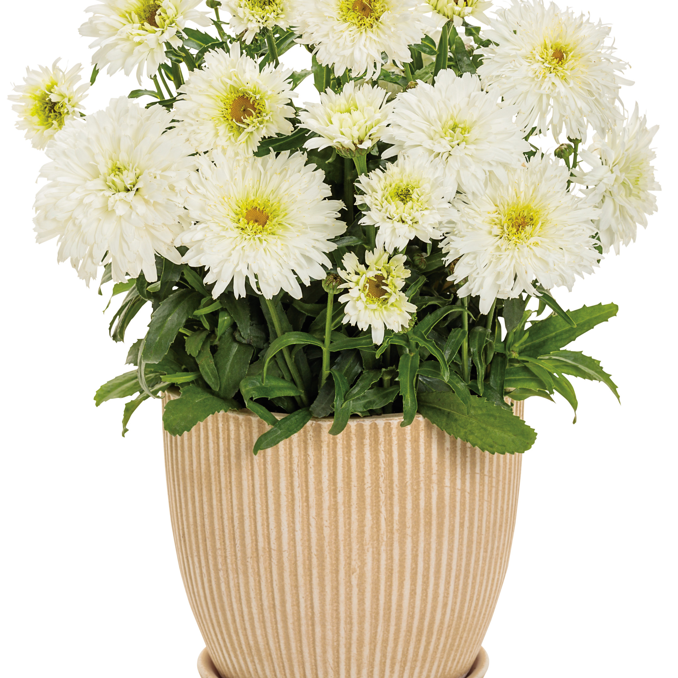 Proven Winners 5" White Amazing Daisies 'Marshmallow' Shasta Daisy Live Plant in 4.5" Pot (4 Count)