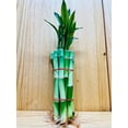 thumbnail image 2 of Live Lucky Bamboo 6&rdquo; Plants, 2 of 6