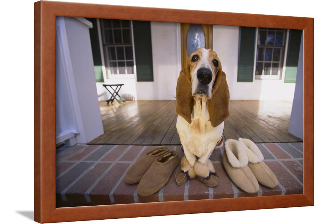 basset hound slippers