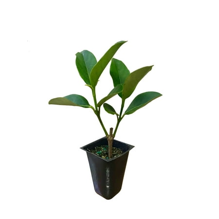 Sweet Viburnum Odoratissimum - 20 Live Plants - Evergreen Privacy Hedge