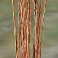 thumbnail image 2 of Make Willow Water - Natures Rooting Hormone - Get 25+ Thin Cuts, Rooting Hormone, 2 of 2