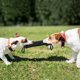 thumbnail image 5 of 2piezas 2 Asas de Entrenamiento de Mascotas Juguetes de Tiron de Mordisco Joven Perro Masticar Manga de Brazo, 5 of 8