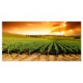 thumbnail image 2 of Sunset Vineyard Panorama - Extra Large Wall Art Landscape, 2 of 3
