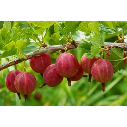 Red Gosseberry Bush Seedling for Growing - 1 Year Well Rooted Plants - Ready to Plant - Hinnomaki Gooseberry (1 Seedlings)
