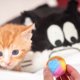 thumbnail image 4 of 20 bolas de juguete para gatos, adorables bolas de hilo arcoíris, divertidas bolas peludas para gatitos., 4 of 7