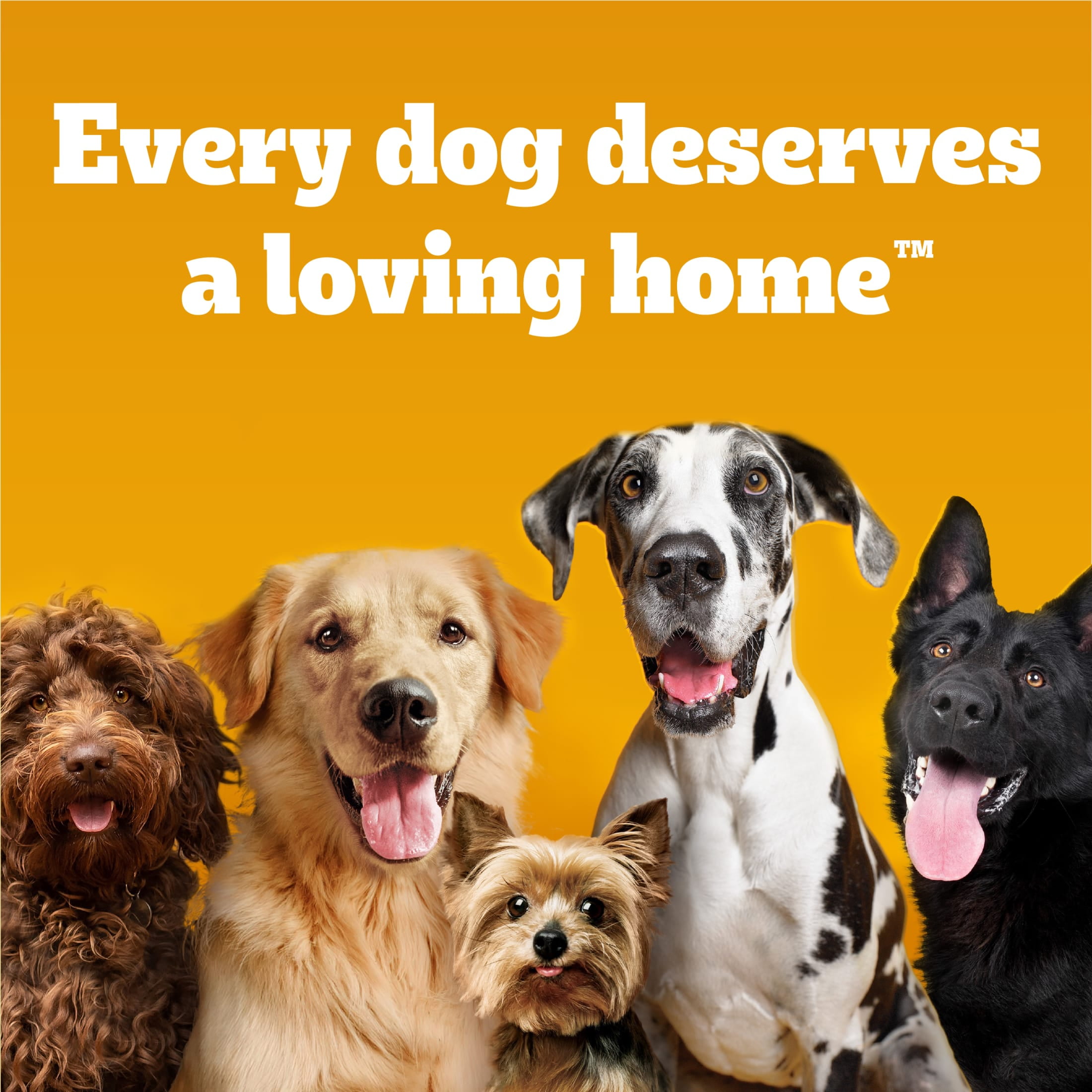 Pedigree 50 lb bag walmart online