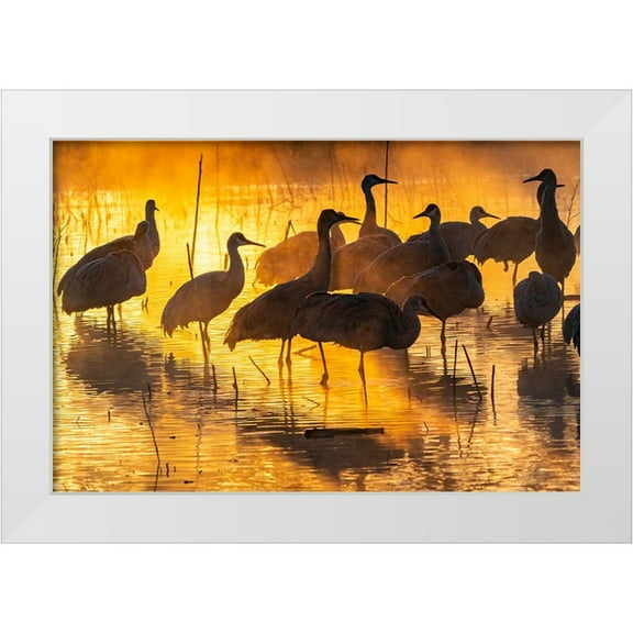 Jaynes Gallery 14x11 White Modern Wood Framed Museum Art Print Titled - USA-New Mexico-Bernardo Wildlife Management Area-Sandhill cranes in water on foggy sunrise