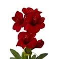 thumbnail image 4 of Nearly Natural 24" Red Amaryllis Artificial Flower Arrangement with Vase, 4 of 6