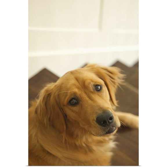 Great BIG Canvas | Rolled Karyn Millet Poster Print entitled Goldie I