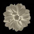 thumbnail image 2 of Greene, Taylor 20x20 Gold Ornate Wood Framed with Double Matting Museum Art Print Titled - Sepia Floral IV, 2 of 4