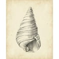 thumbnail image 2 of Harper, Ethan 15x18 Gold Ornate Wood Framed with Double Matting Museum Art Print Titled - Antique Shell Study V, 2 of 4