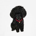 thumbnail image 3 of CafePress - Poodle Pup (Blk) Baseball Jersey - Cotton Baseball Jersey, 3/4 Raglan Sleeve Shirt, 3 of 4