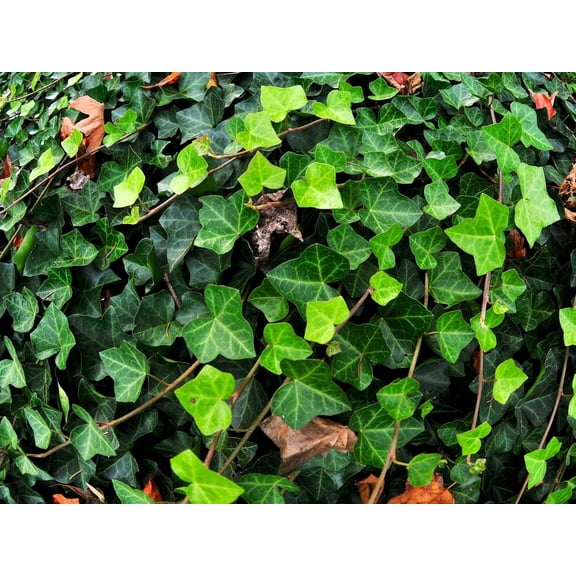 Greenwood Nursery Live English Ivy Hedera Helix Ground Cover Plants, 25 Bare Root Plants for Garden, Walls and Landscaping