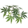 thumbnail image 1 of Pemberly Row 4' Artificial Japanese Maple Bush with Black Plastic Pot in Green, 1 of 3
