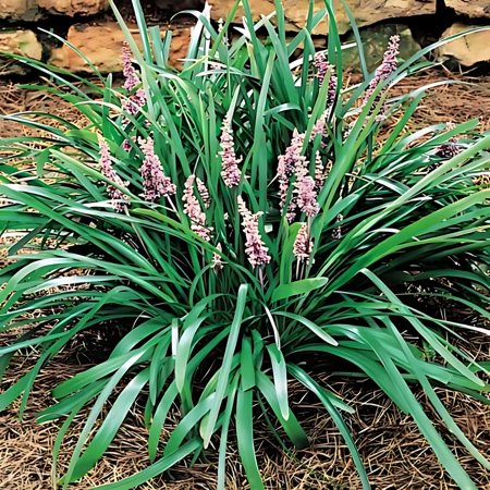 Classy Groundcovers, Liriope spicata, Ophiopogon spicatus (flat of 18 Pots, 3 1/4 inch square)