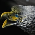 thumbnail image 7 of vlrwzc Simulated Eagle Model Realistic Eagle Figures Wildlife Eagle Statue Bird Figurines Animal Figure Ornament for Home Decor Party Supplies, 7 of 7