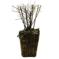 thumbnail image 4 of Van Zyverden Spiraea Snowmound 4" Potted Rocketliners® 1 Plant White Full Sun Deer Resistant 2 lb, 4 of 8
