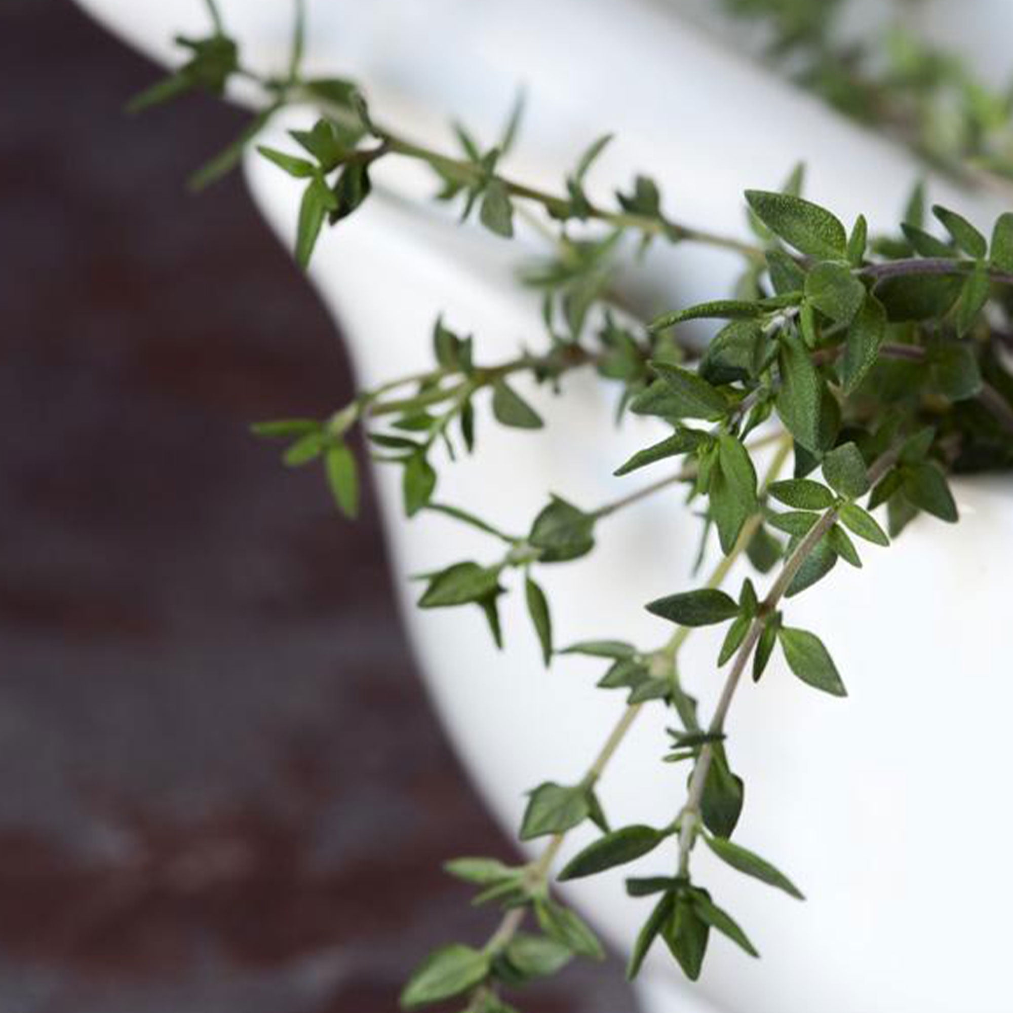 Garden Thyme 250 mg 1,000 Seeds NonGMO, Open Pollinated, Heirloom