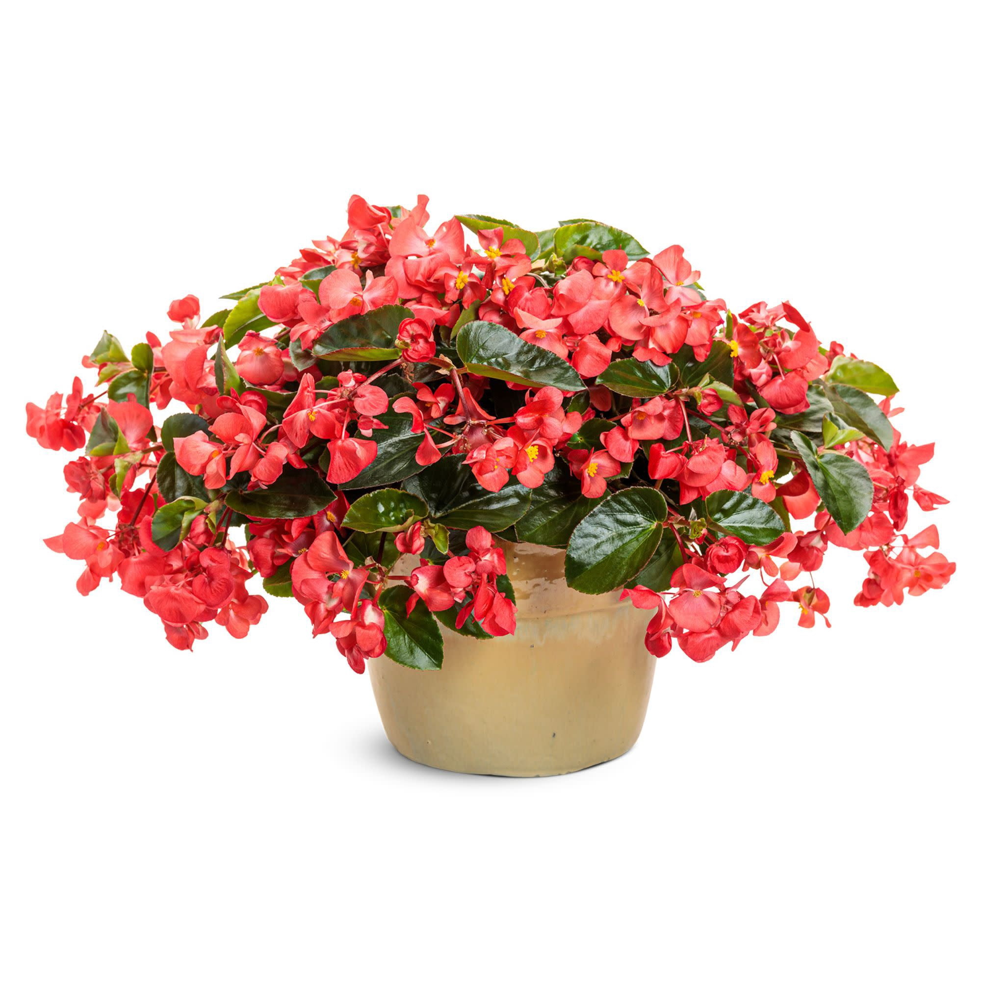 Proven Winners 4" Surefire Cascade Red Begonia Live Plant in 4.25" Pot (4 Count)