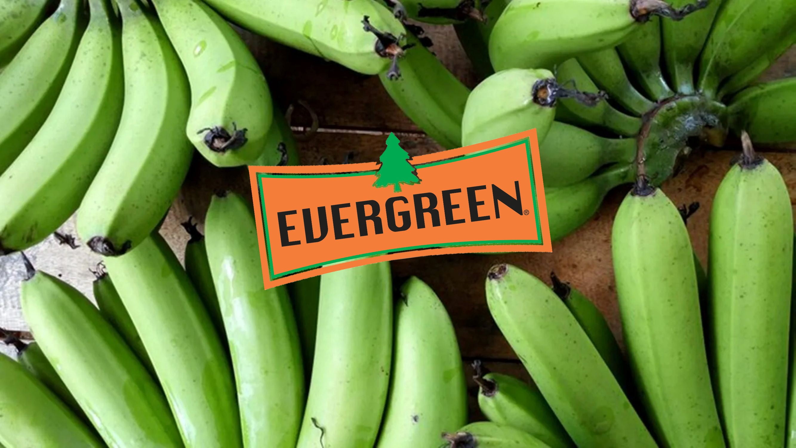Evergreen Bananas and Plantains Beige Plant Food Fertilizer 7lbs.