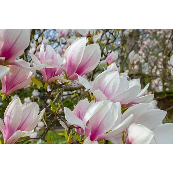CZ Grain 10 Magnolia Soulangeana Magnolia Tree Plant Seeds