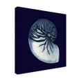 thumbnail image 2 of Trademark Fine Art 'Y SE PAPER Indigo Shells VII' Canvas Art by Vision Studio, 2 of 4