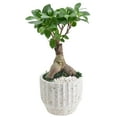 thumbnail image 2 of Arcadia Garden Products Live Ginseng Ficus in 5" Speckled Splash Ceramic Planter, White, 2 of 4