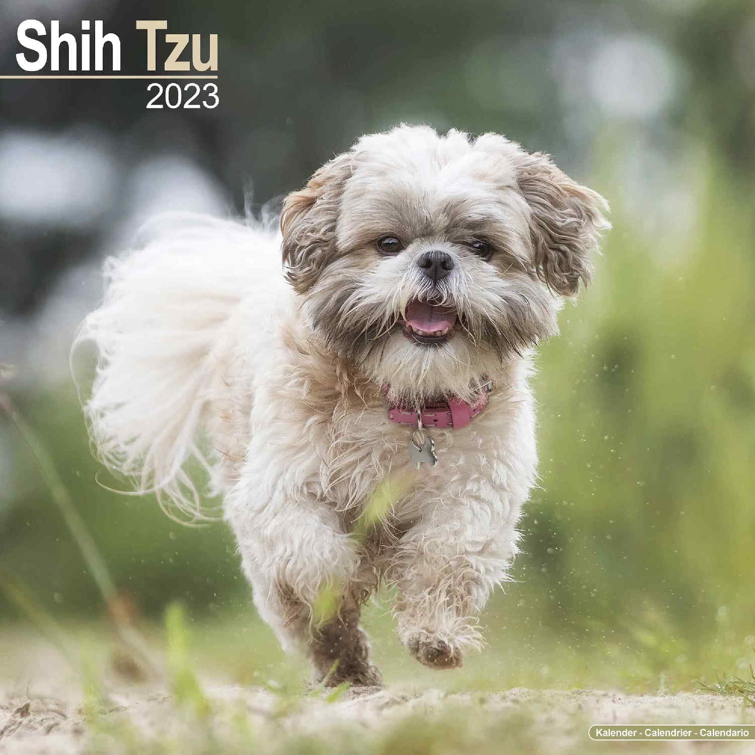 MegaCalendars - Shih Tzu Wall Calendar 2022