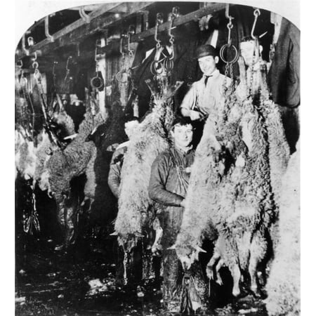 Chicago Meat Packing House Nprocessing Sheep At Armour & CompanyS Chicago Packing House Photographed In 1893 Rolled Canvas Art -  (24 x