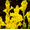 Ywellow, variant on Tuberose, Sun Plant for Gardens-Aromatic Intoxicating-Low Maintenance-Ideal for Beds Borders, Plant Pots & Planters