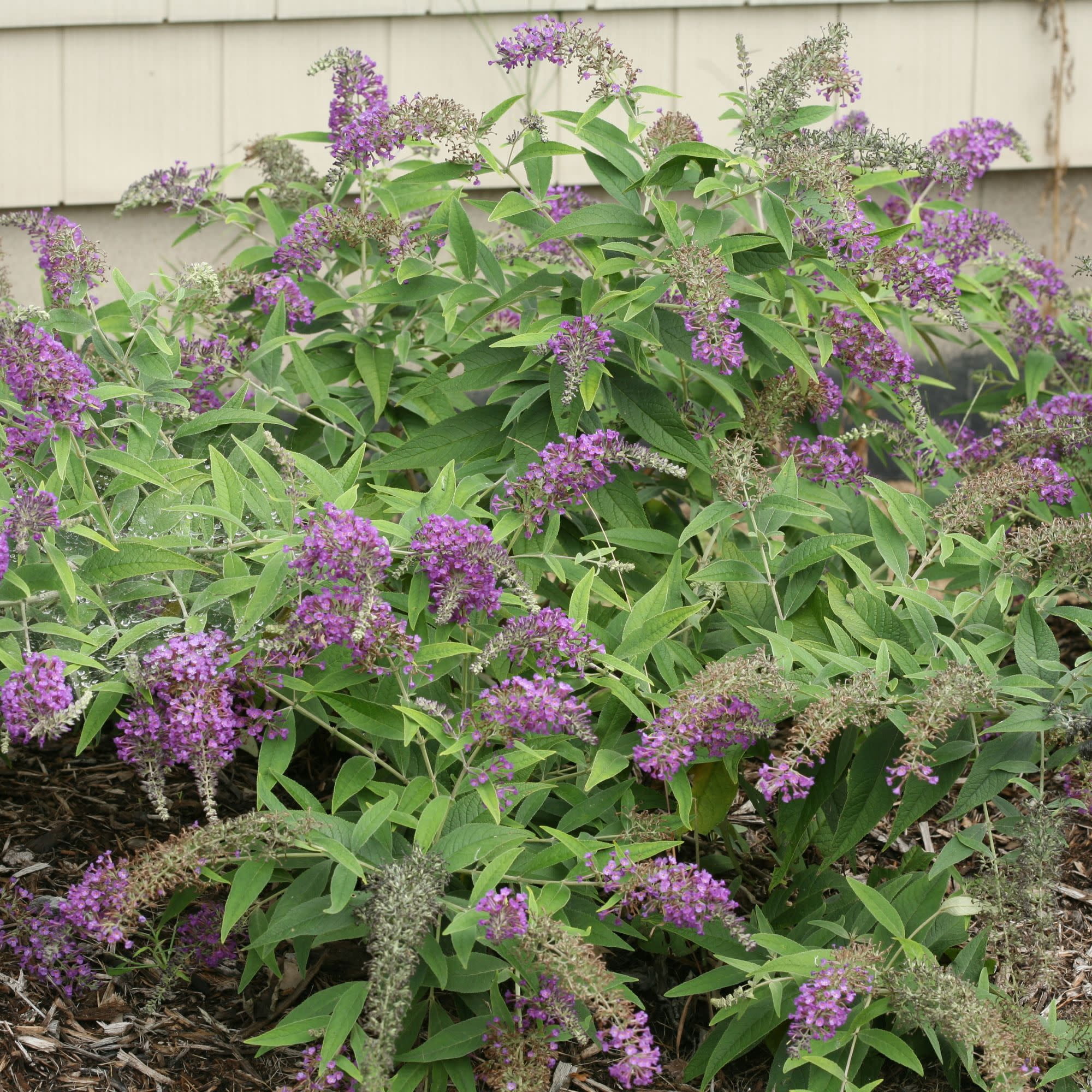 Proven Winners ColorChoice 5" Lo & Behold 'Purple Haze' Butterfly Bush Live Plant in 4.5" Pot (4 Count)