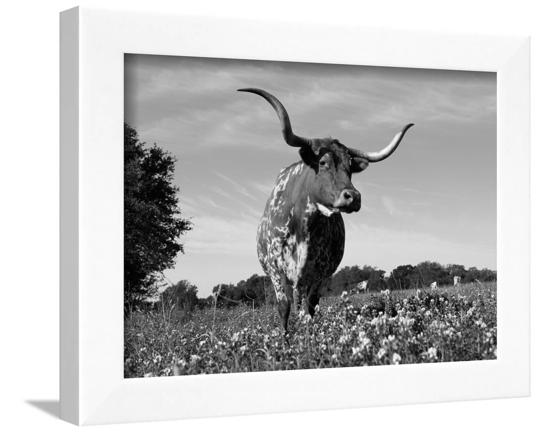 Texas Longhorn Cow In Lupin Meadow Texas Usa Framed Print Wall