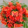 Red Bird of Paradise Plant, Pride of Barbados Tree, 5-10 Inc Tall ...