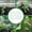 2.95 × 5.91 ft, variant on Guodhu plant support net,Polyester Lattice Mesh Square Climbing Netting for Plants, Gardening Vine Support Net, Heavy Duty Nylon Trellis for Flowers and Vegetables(2.95 × 5.91 ft)